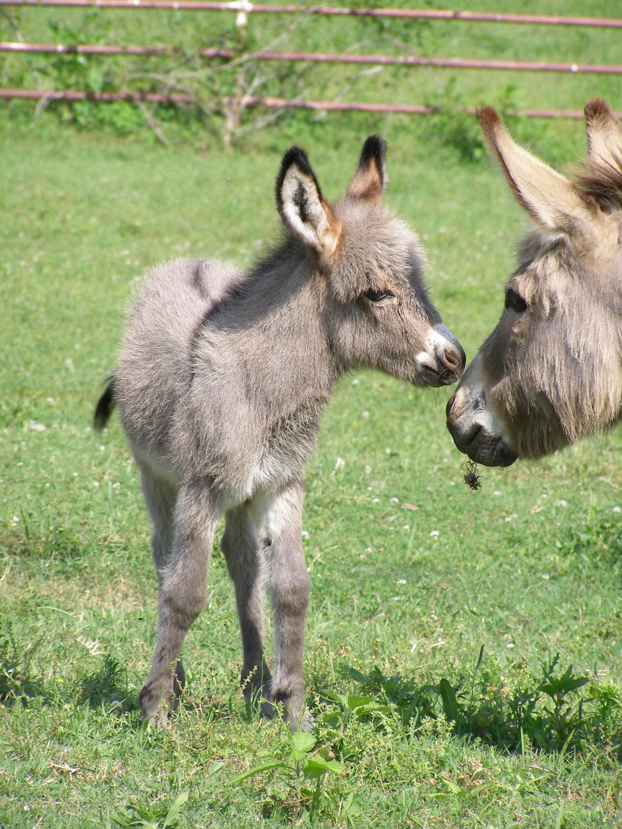 Miniature Donkeys